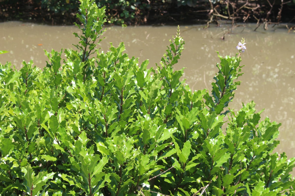 Acanthus ilicifolius L.